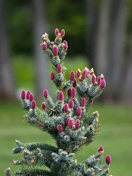 松樹開白花|松樹開花竟然這麼美!從沒見過松樹花開,只見過乾燥的松核!